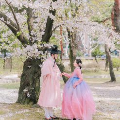 ngấm hoa anh đào Hàn Quốc