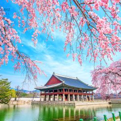 ngắm hoa anh đào Hàn Quốc 3