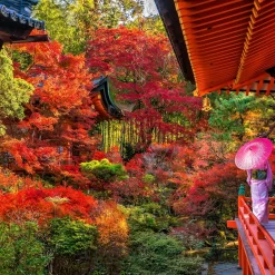 ngắm lá đỏ nhật bản