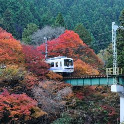 nhật bản vào mùa lá đỏ