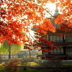 Ngắm hàn quốc mùa lá đỏ