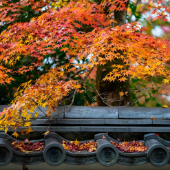 du lịch nhật bản mùa thu