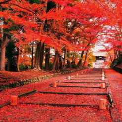 du lịch nhật bản mùa thu (2)