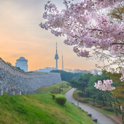 du lịch hàn quốc mùa xuân