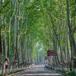 lạc bước dưới tán ngô đồng nam kinh